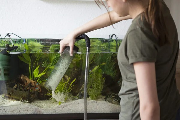 观赏鱼白点病的发生原因，一般是小瓜虫造成