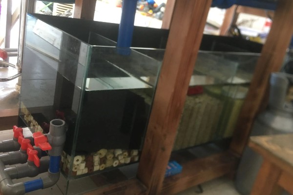 观赏鱼白点病的发生原因，一般是小瓜虫造成