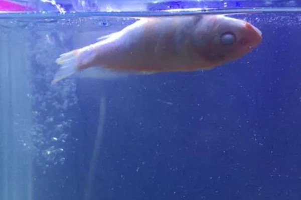 观赏鱼白点病的发生原因，一般是小瓜虫造成