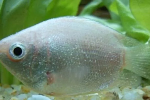 观赏鱼白点病的发生原因，一般是小瓜虫造成