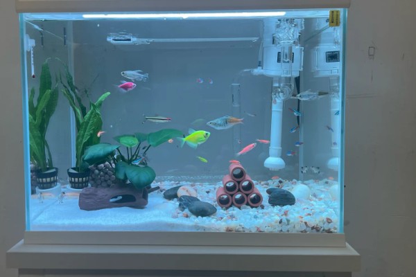 观赏鱼白点病的发生原因，一般是小瓜虫造成