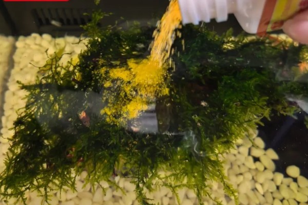 观赏鱼白点病的发生原因，一般是小瓜虫造成