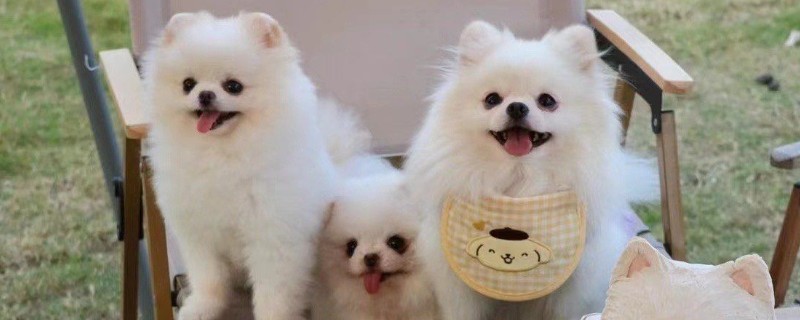 狗狗的跳蚤如何预防，可使用跳蚤喷雾