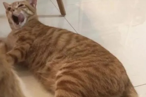 猫为什么尿不出来，可能是饮水不足、食物太咸等因素造成