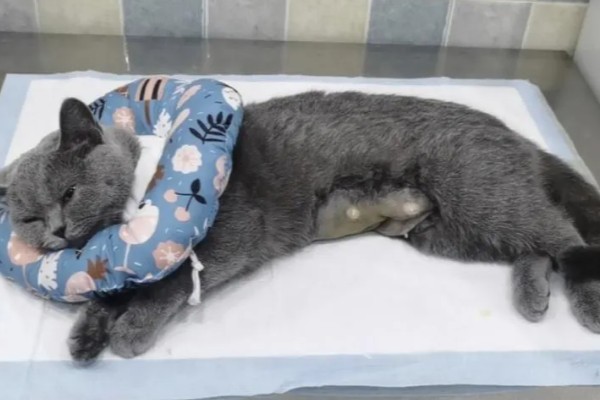 猫为什么尿不出来，可能是饮水不足、食物太咸等因素造成