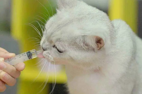 猫为什么尿不出来，可能是饮水不足、食物太咸等因素造成