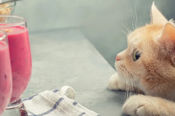 猫为什么尿不出来，可能是饮水不足、食物太咸等因素造成