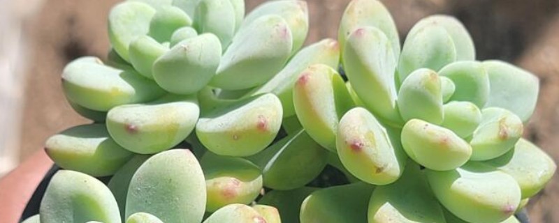 多肉掉叶子的原因，可能是浇水太多、盆土不透气等因素引起