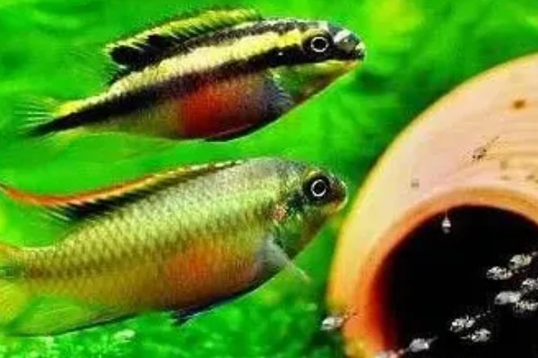 红肚凤凰鱼好养吗，饲养难度不大