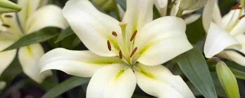 百合花的小花苞为什么会变黑，常见原因有缺光、通风差等