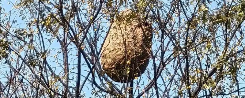 马蜂的蜂窝里有没有蜂蜜，马蜂窝里没有蜂蜜