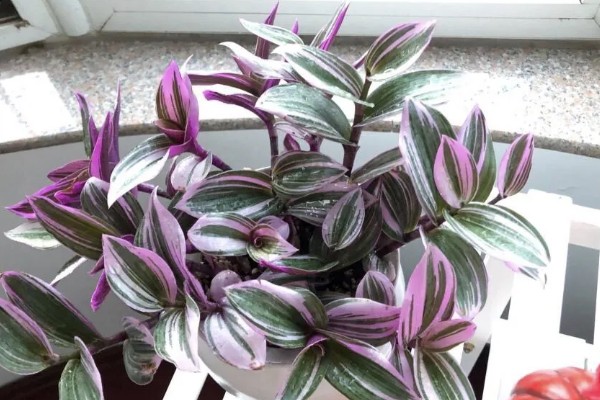 油画婚礼吊兰叶子发焦如何处理，养分不足要追施有机肥或氮肥