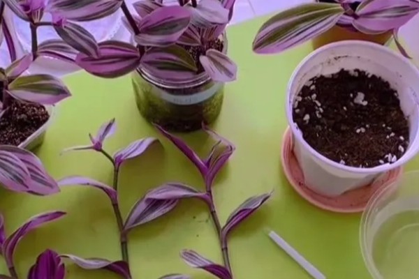 油画婚礼吊兰叶子发焦如何处理，养分不足要追施有机肥或氮肥