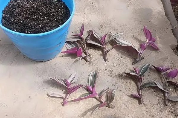 油画婚礼吊兰叶子发焦如何处理，养分不足要追施有机肥或氮肥