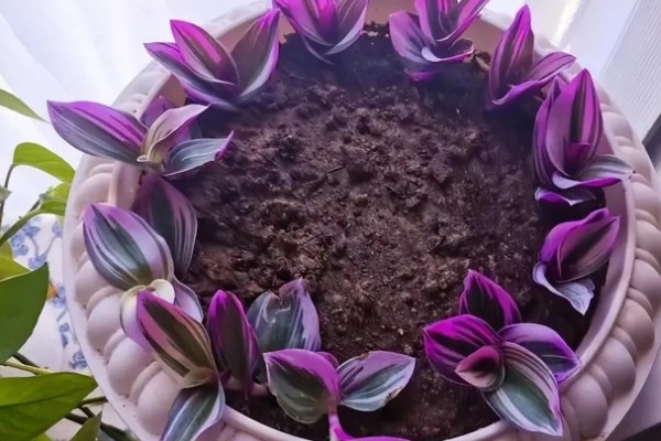 油画婚礼吊兰叶子发焦如何处理，养分不足要追施有机肥或氮肥