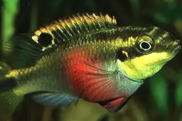 红肚凤凰鱼好养吗，饲养难度不大
