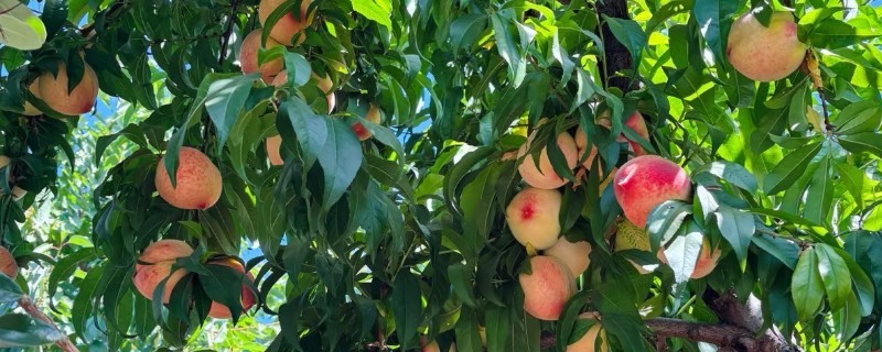 桃树叶子发黄的原因，可能是光照不足所致