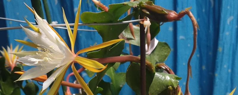 月下美人的简介，一般是指昙花