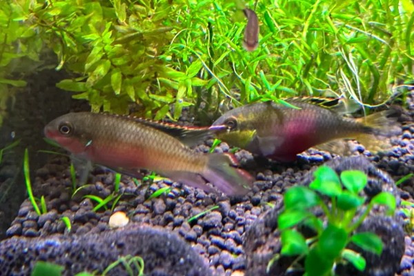 红肚凤凰鱼好养吗，饲养难度不大