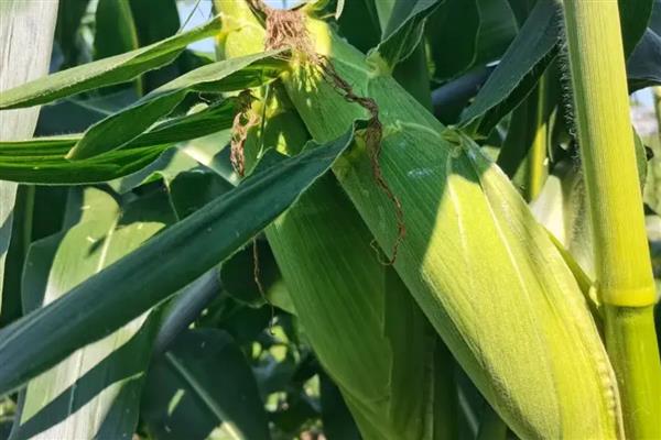 优迪919玉米品种简介，出苗至成熟132天