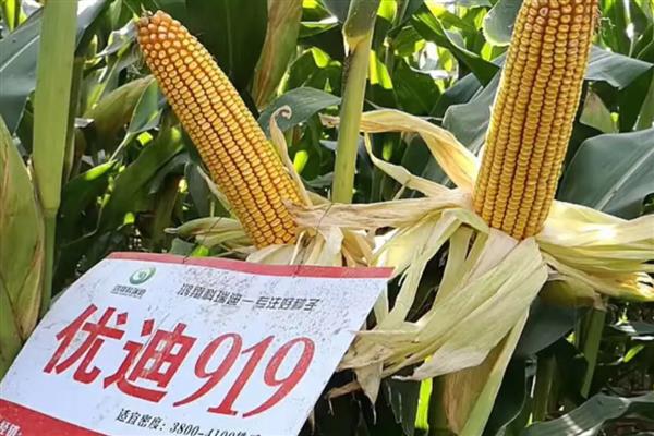 优迪919玉米品种简介，出苗至成熟132天