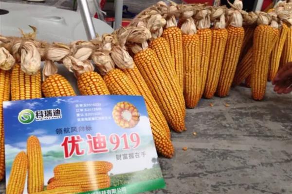 优迪919玉米品种简介，出苗至成熟132天