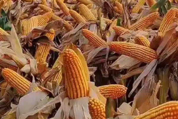 优迪919玉米品种简介，出苗至成熟132天