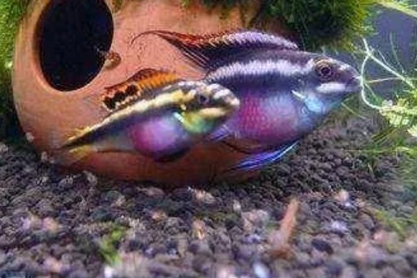 红肚凤凰鱼好养吗，饲养难度不大