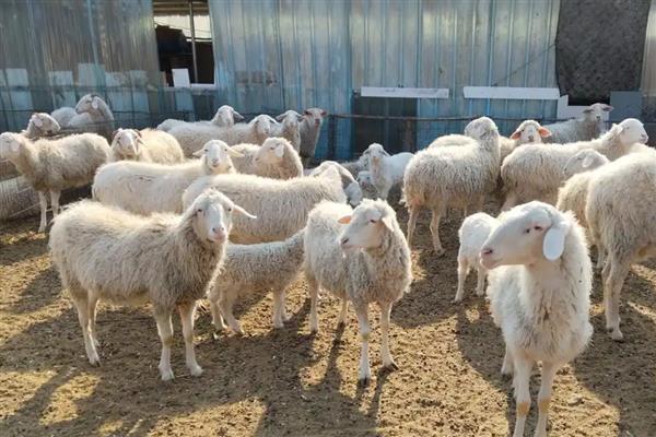 如何养羊长得快，首先选择优质的品种