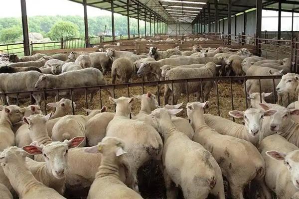 如何养羊长得快，首先选择优质的品种