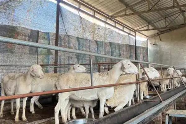 如何养羊长得快，首先选择优质的品种