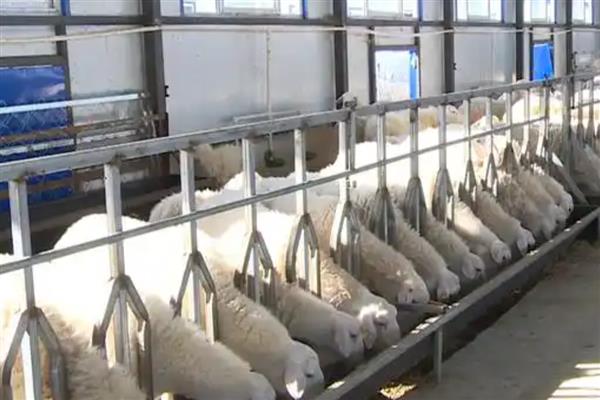 如何养羊长得快，首先选择优质的品种