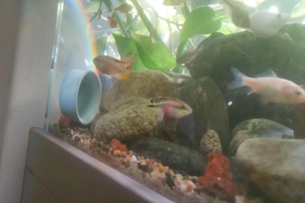 红肚凤凰鱼好养吗，饲养难度不大