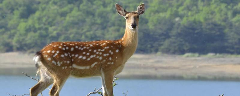 梅花鹿有什么寓意，代表福禄双全、美丽优雅等含义