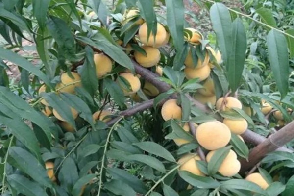 黄桃如何挑选,可以看产地、大小等