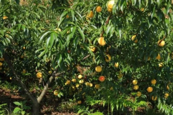 黄桃如何挑选,可以看产地、大小等