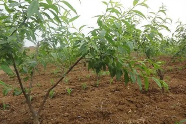 黄桃如何挑选,可以看产地、大小等