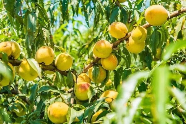 黄桃如何挑选,可以看产地、大小等