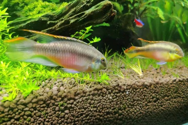 红肚凤凰鱼好养吗，饲养难度不大