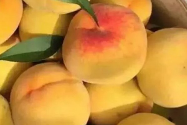 黄桃如何挑选,可以看产地、大小等