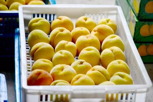 黄桃如何挑选,可以看产地、大小等