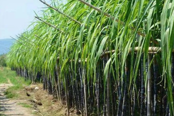 甘蔗的适宜种植地区，以土壤肥沃、阳光充足、降水丰富的地方为宜