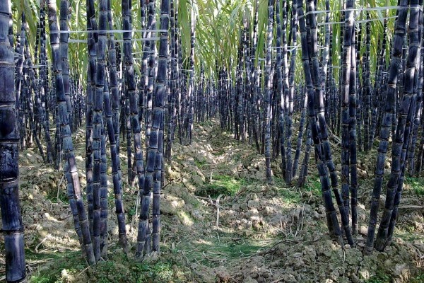 甘蔗的适宜种植地区，以土壤肥沃、阳光充足、降水丰富的地方为宜