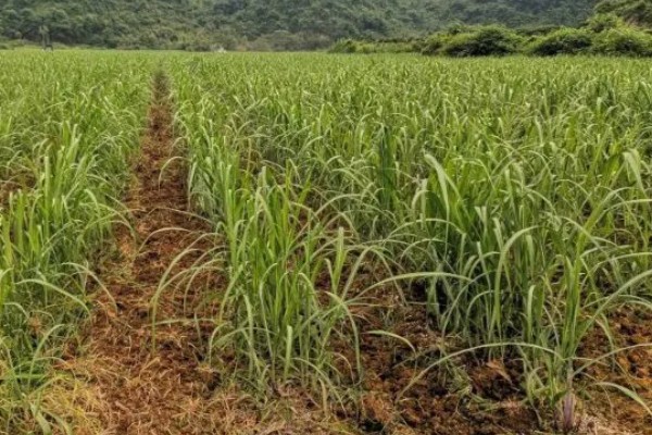 甘蔗的适宜种植地区，以土壤肥沃、阳光充足、降水丰富的地方为宜