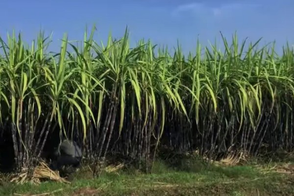 甘蔗的适宜种植地区，以土壤肥沃、阳光充足、降水丰富的地方为宜