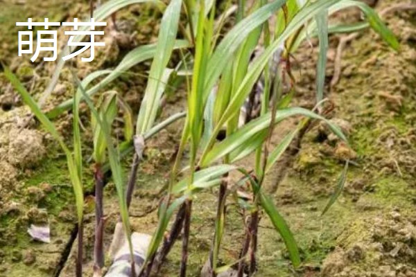 甘蔗的适宜种植地区，以土壤肥沃、阳光充足、降水丰富的地方为宜