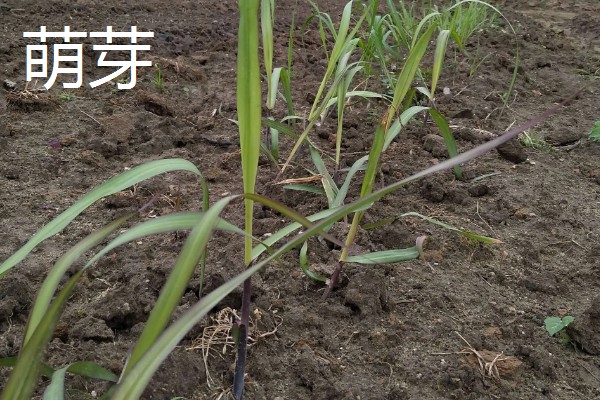 甘蔗的适宜种植地区，以土壤肥沃、阳光充足、降水丰富的地方为宜