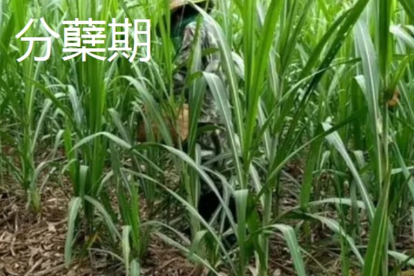 甘蔗的适宜种植地区，以土壤肥沃、阳光充足、降水丰富的地方为宜