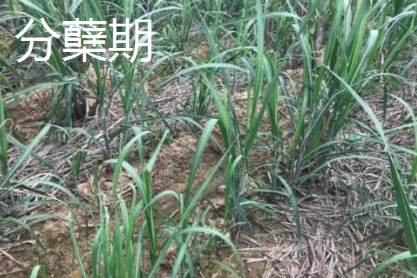 甘蔗的适宜种植地区，以土壤肥沃、阳光充足、降水丰富的地方为宜