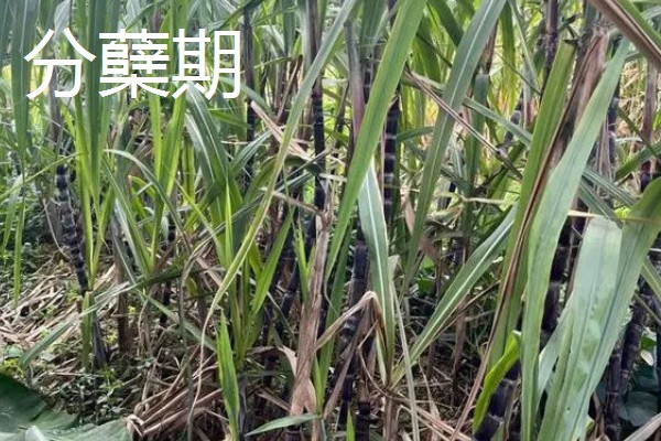 甘蔗的适宜种植地区，以土壤肥沃、阳光充足、降水丰富的地方为宜